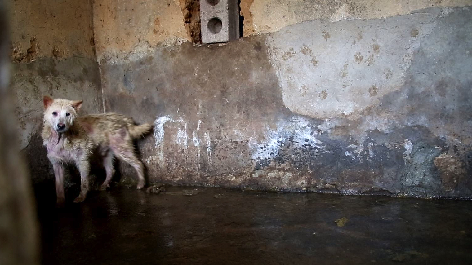 Pau at Chinese dog meat farm. He was rescued and brought back to the U.S. this year.